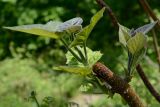 Paulownia tomentosa. Листья молодого побега, отрастающего от обрезанной ветви. Краснодарский край, Лазаревский р-н, мкр-н Дагомыс, гора Успенка 230 м н.у.м., просека. 03.05.2022.