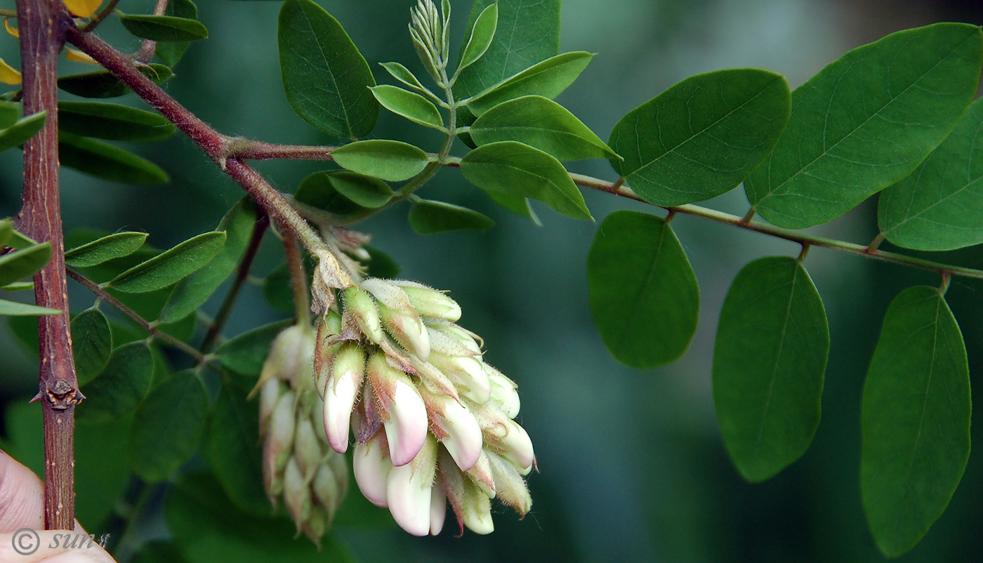 Изображение особи Robinia × longiloba.