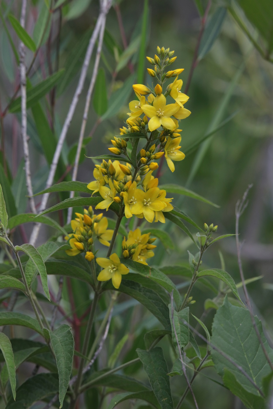 Image of Lysimachia vulgaris specimen.