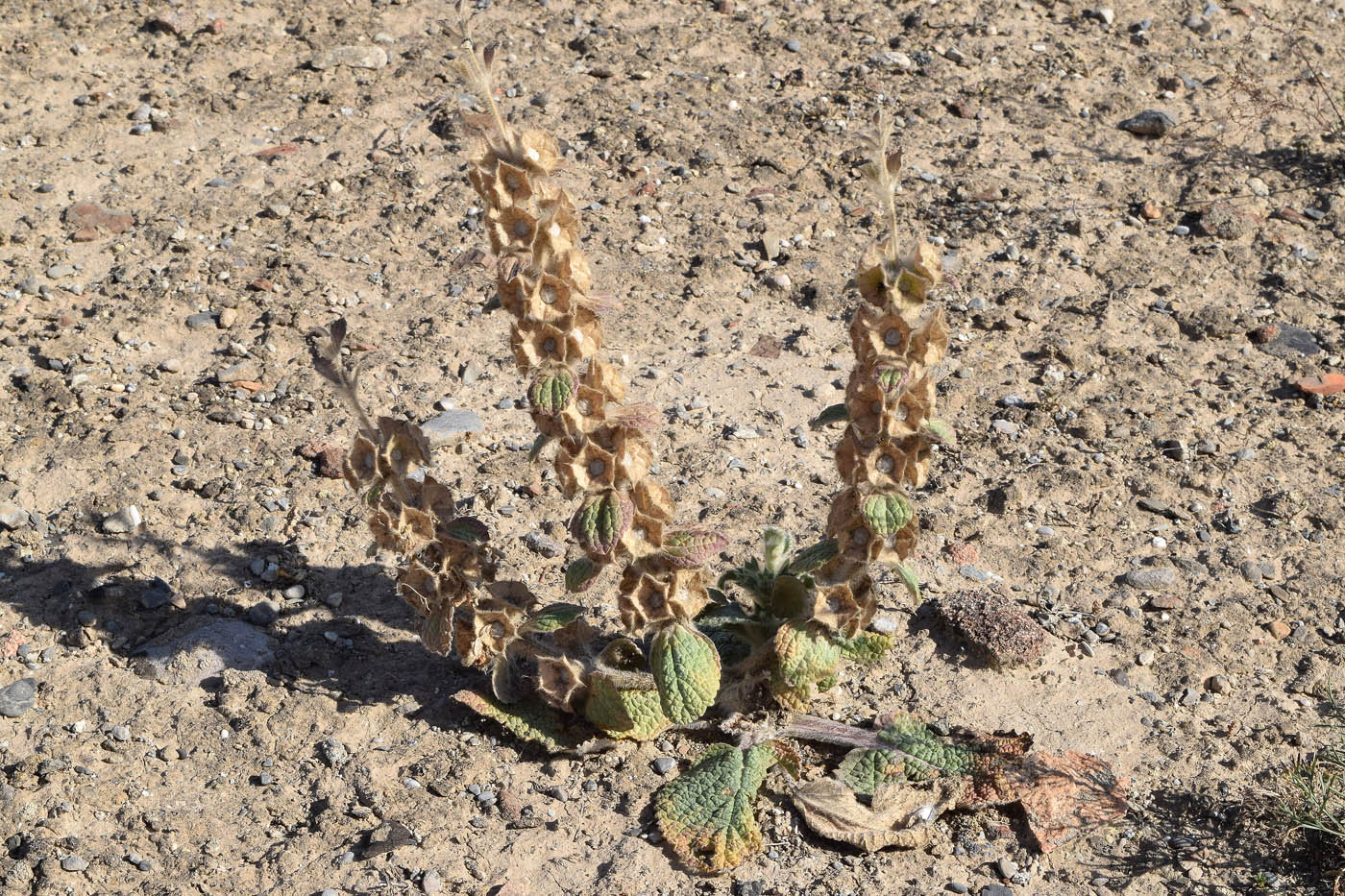 Image of Eremostachys isochila specimen.