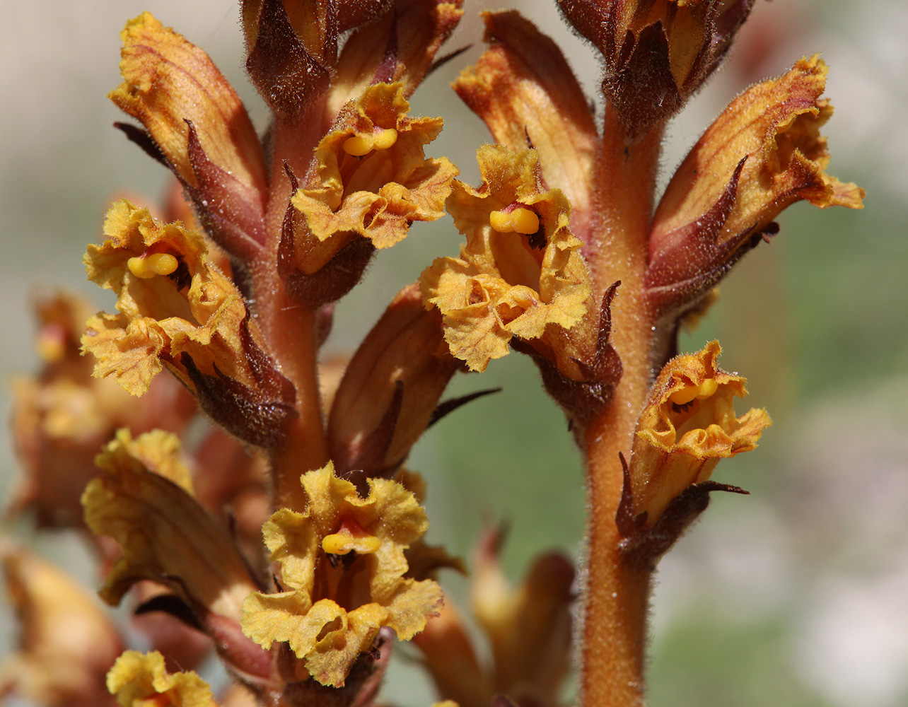 Image of Orobanche alba ssp. xanthostigma specimen.