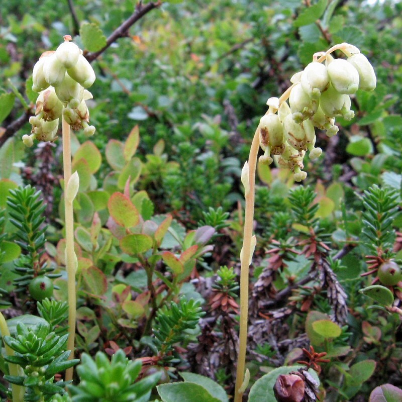 Изображение особи Orthilia secunda.