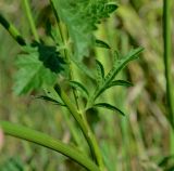 Pimpinella saxifraga
