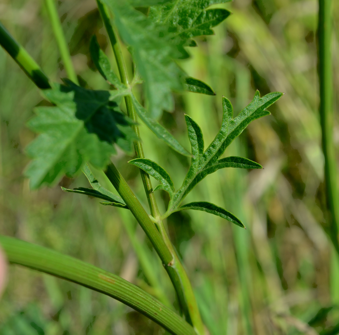 Image of Pimpinella saxifraga specimen.