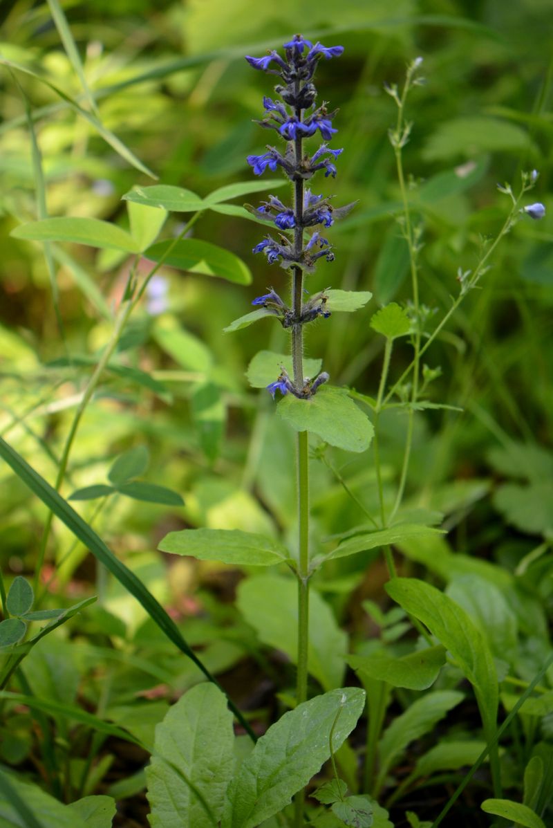 Изображение особи Ajuga genevensis.