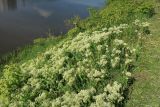 Cardaria draba