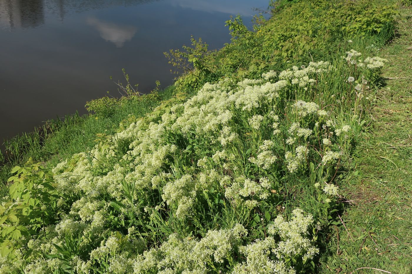 Image of Cardaria draba specimen.