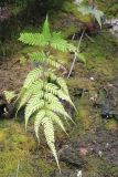 Pteris biaurita