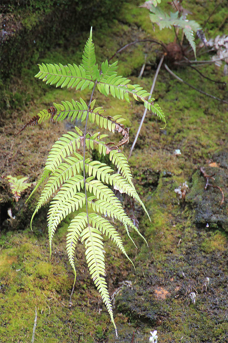 Image of Pteris biaurita specimen.