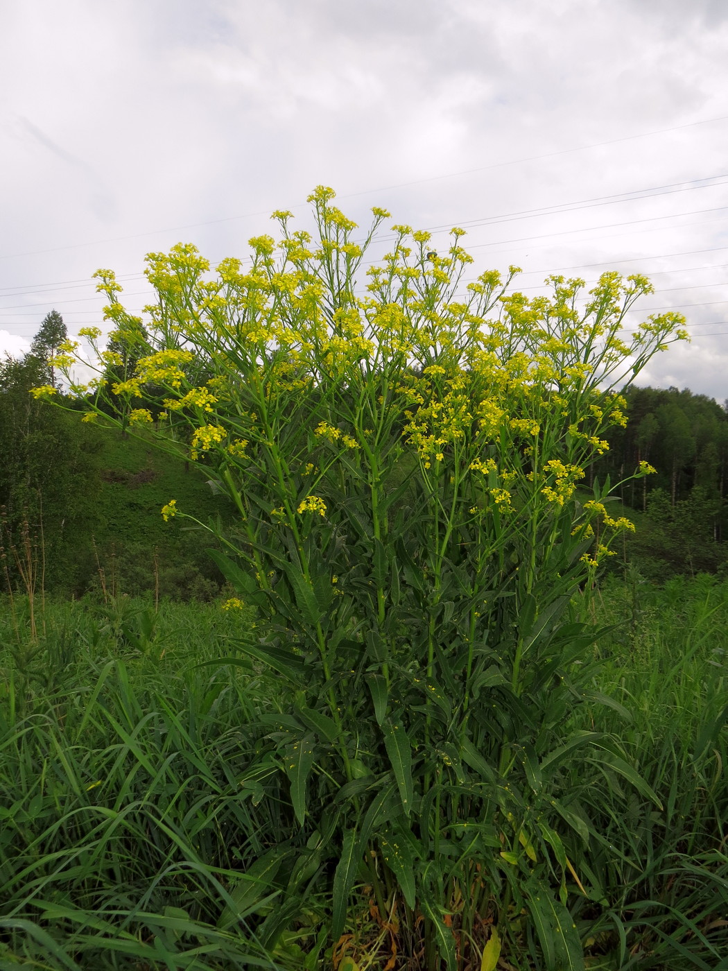 Image of Bunias orientalis specimen.