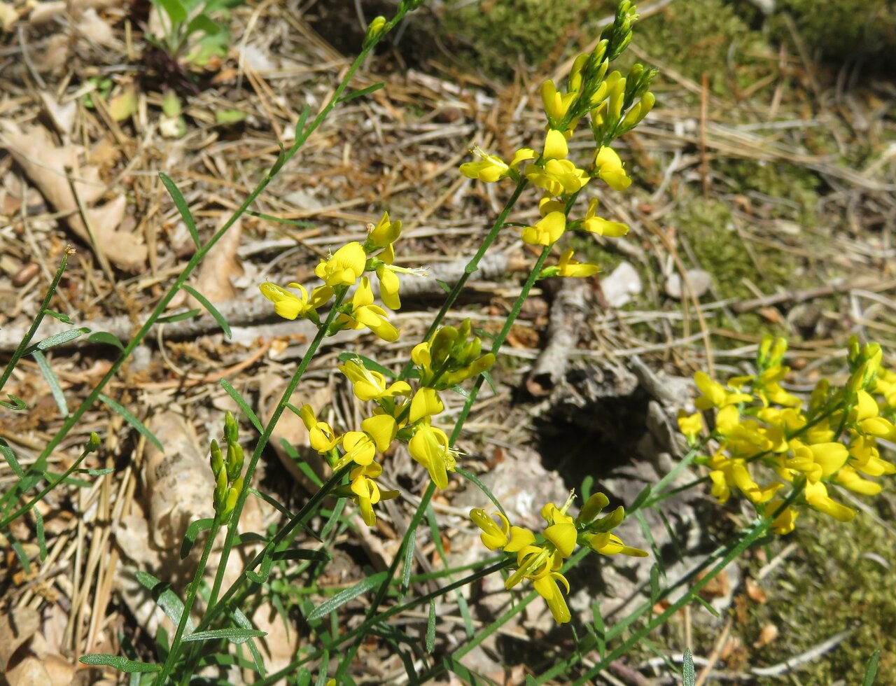 Изображение особи Genista carinalis.