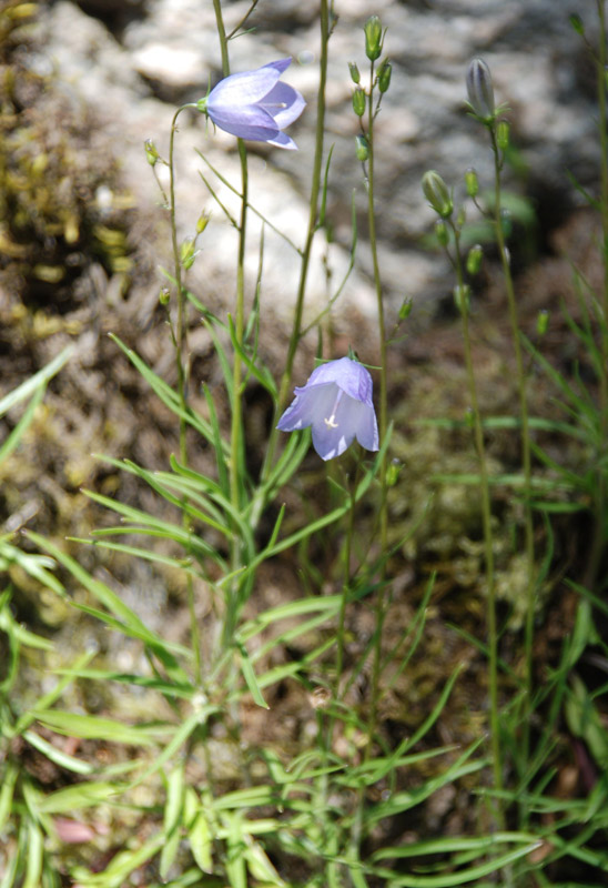 Image of Campanula rotundifolia specimen.