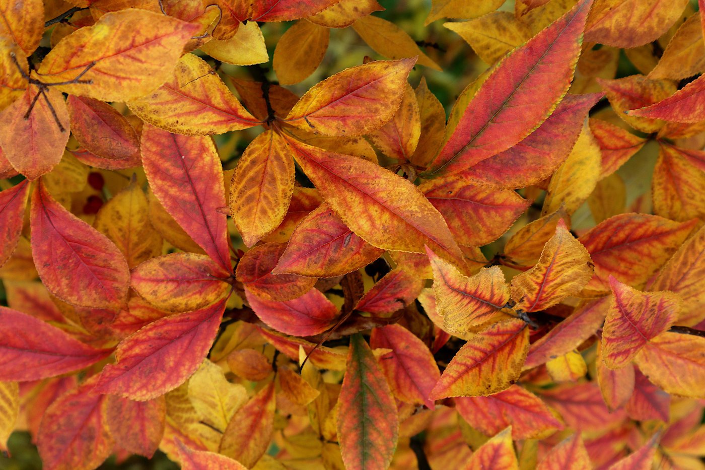 Изображение особи Photinia villosa.