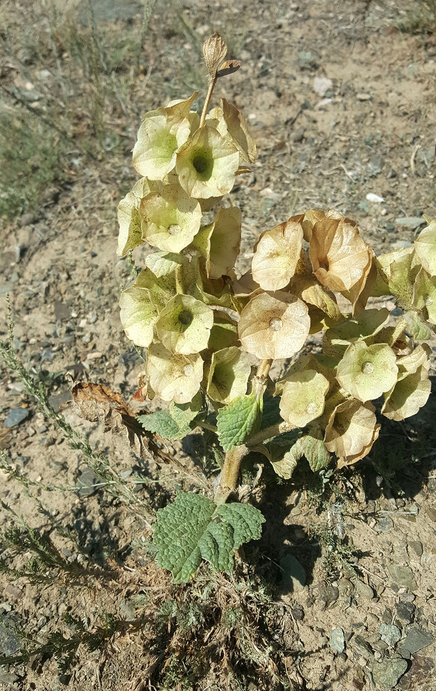 Image of Eremostachys molucelloides specimen.