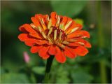 Zinnia elegans