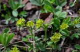 Sibbaldia procumbens. Верхушка цветущего растения. Хакасия, Орджоникидзевский р-н, верховья р. Правая Сарала, опушка березняка. 08.06.2022.