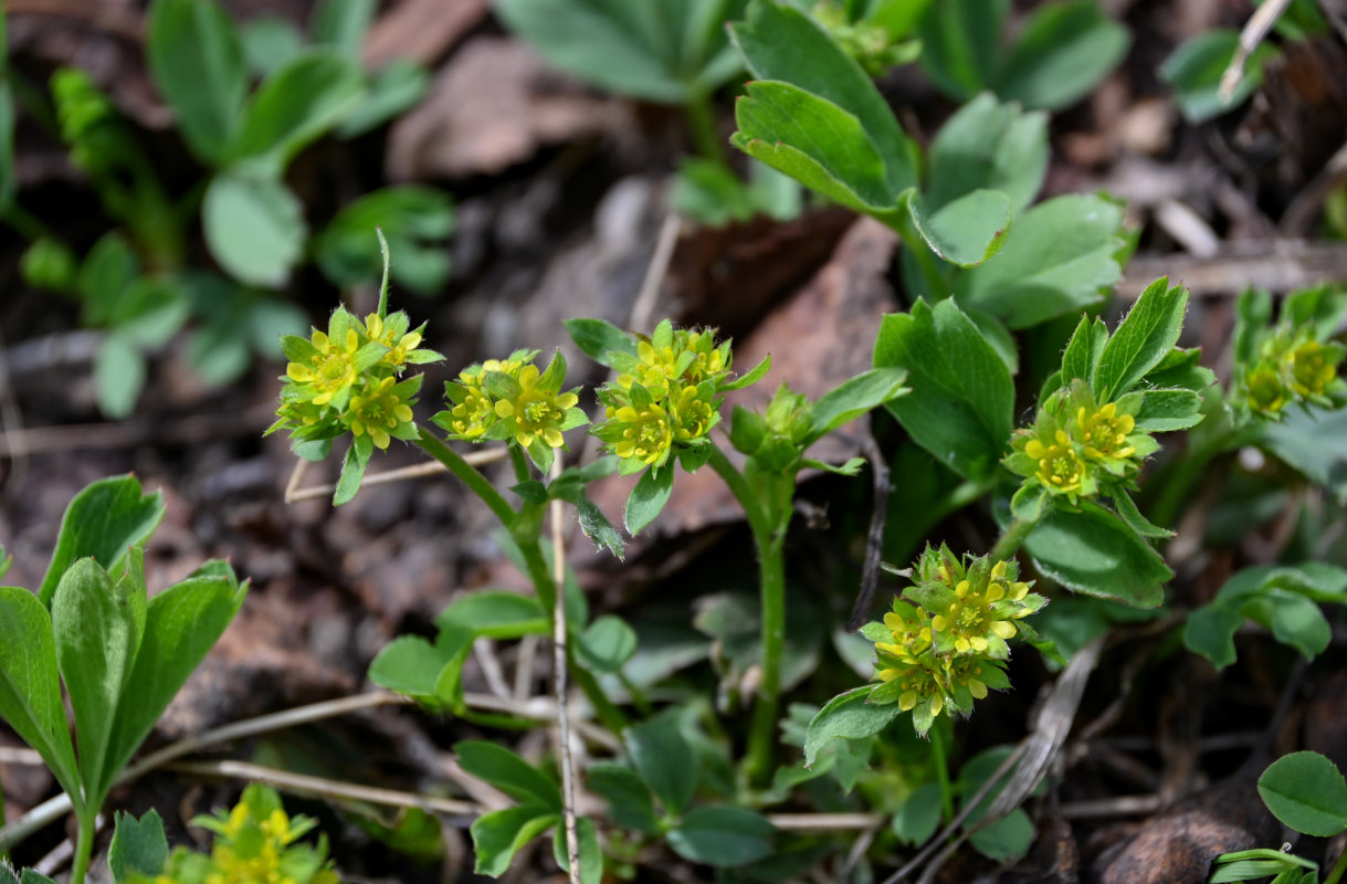 Image of Sibbaldia procumbens specimen.