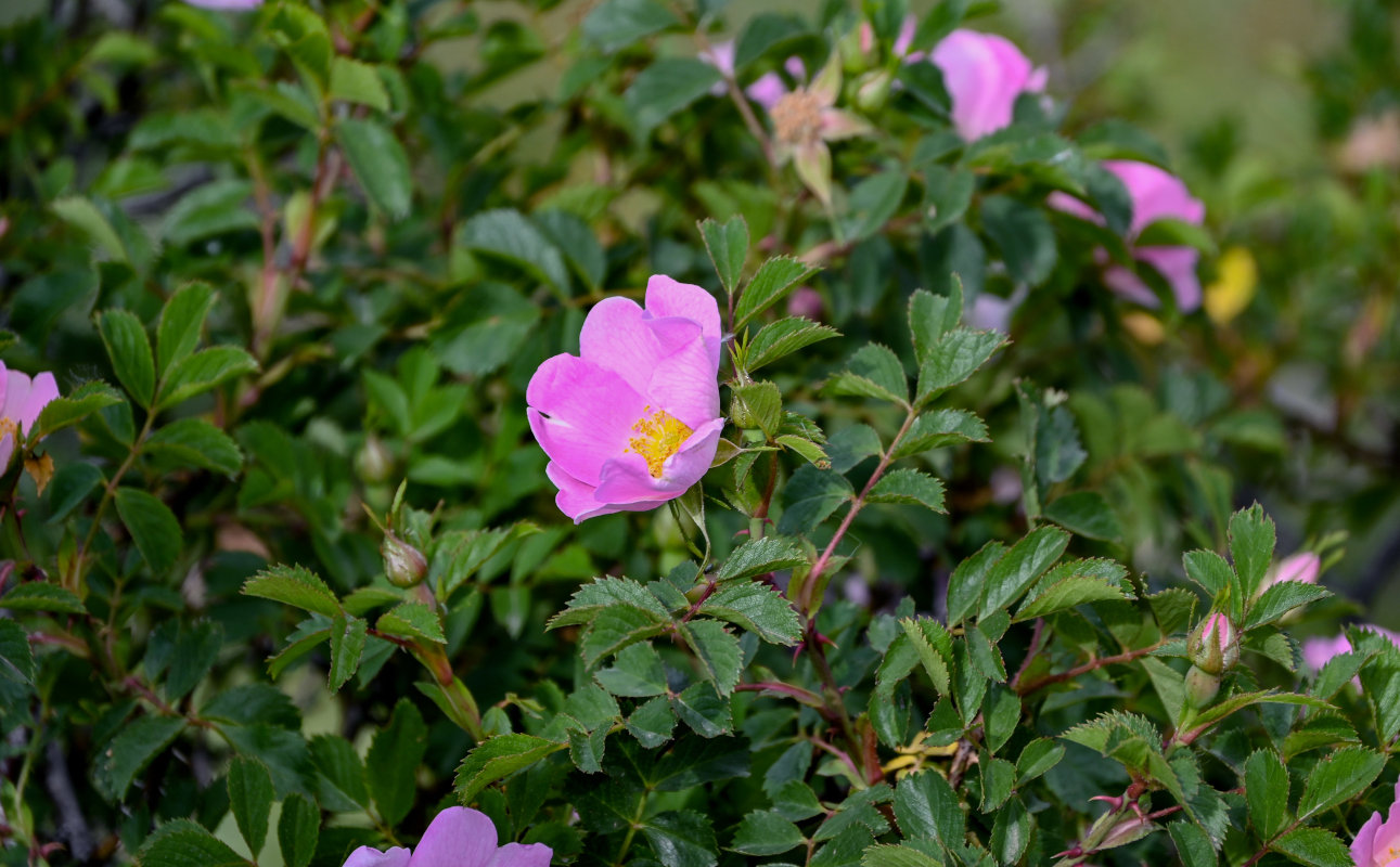 Image of Rosa oxyodon specimen.