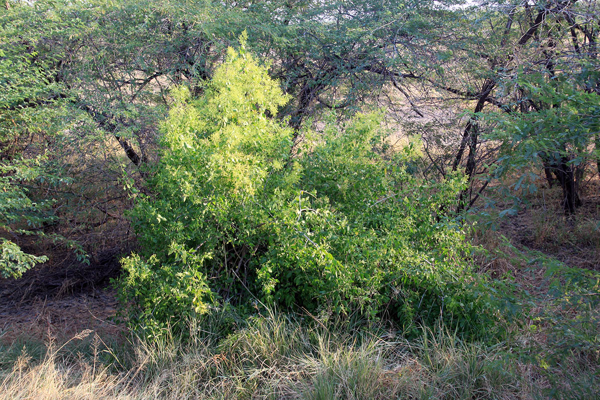 Image of Salvadora persica specimen.
