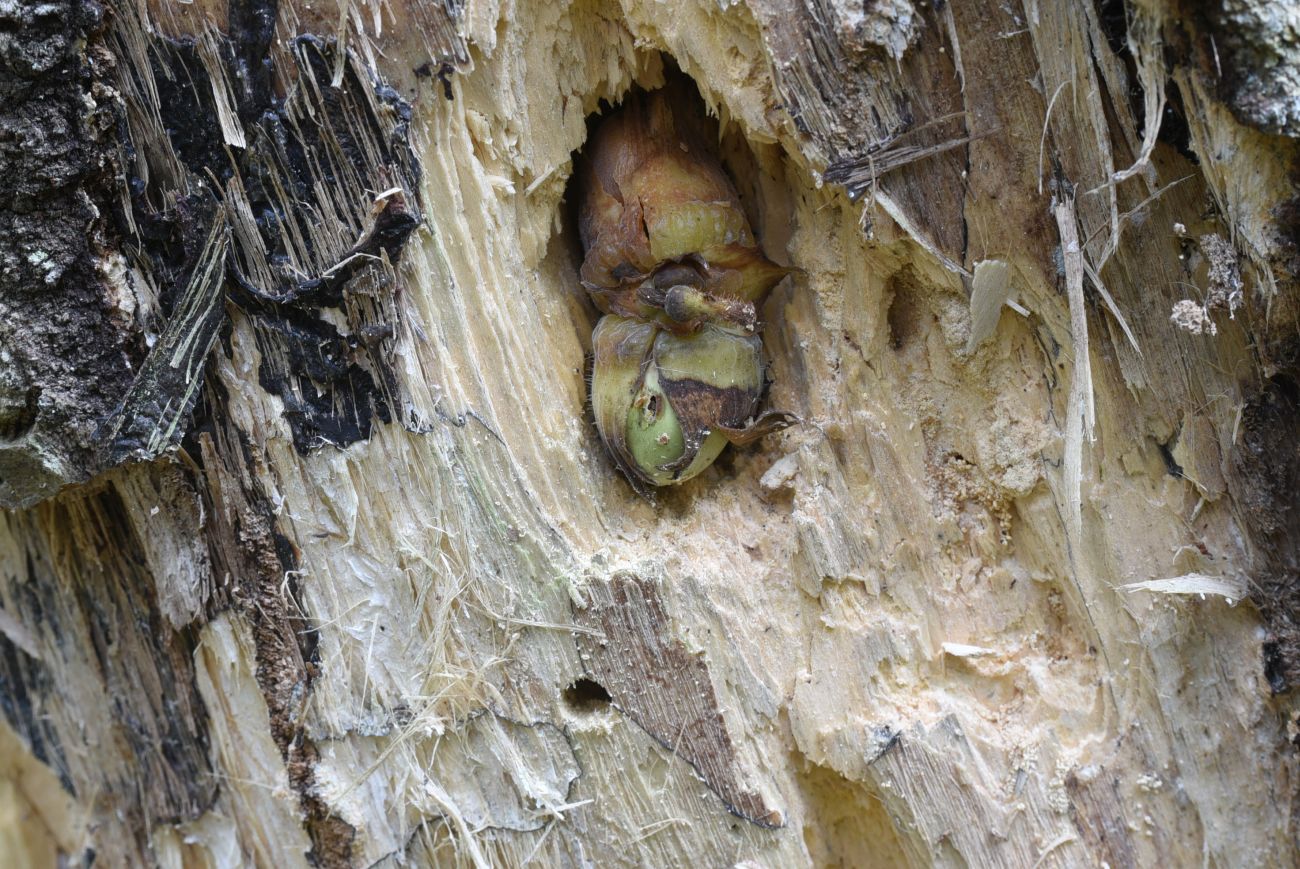 Изображение особи Corylus avellana.