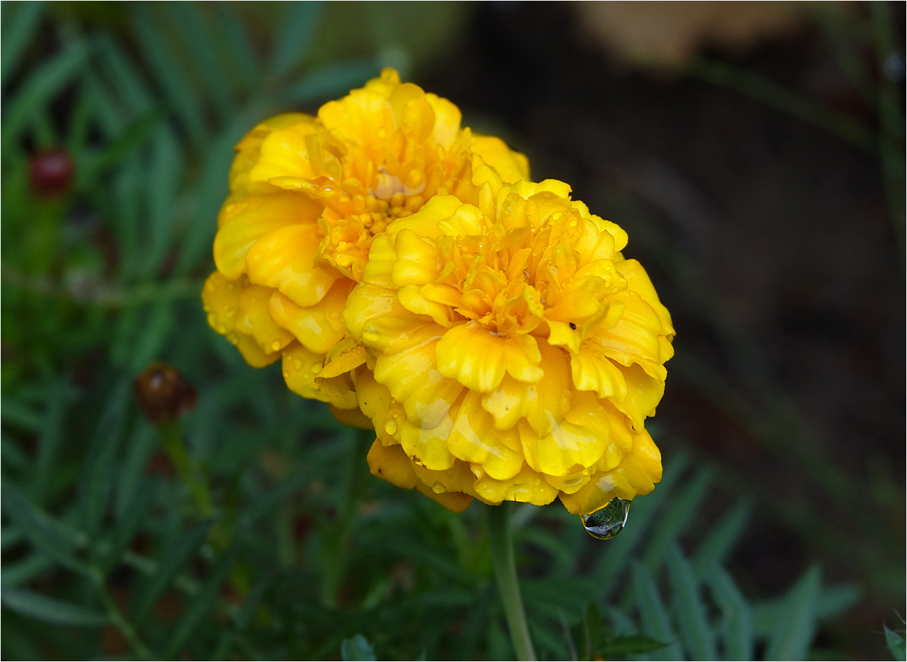 Image of Tagetes patula specimen.