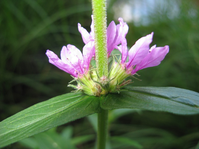 Изображение особи Lythrum salicaria.