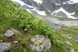 Senecio taraxacifolius. Куртина зацветающих растений. Карачаево-Черкесия, Урупский р-н, Кавказский биосферный заповедник, Имеретинские озёра, каменистый склон у оз. Ривьера, ≈ 2650 м н.у.м., альпийский луг. 27.07.2022.