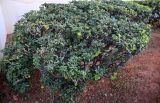 Pittosporum tobira