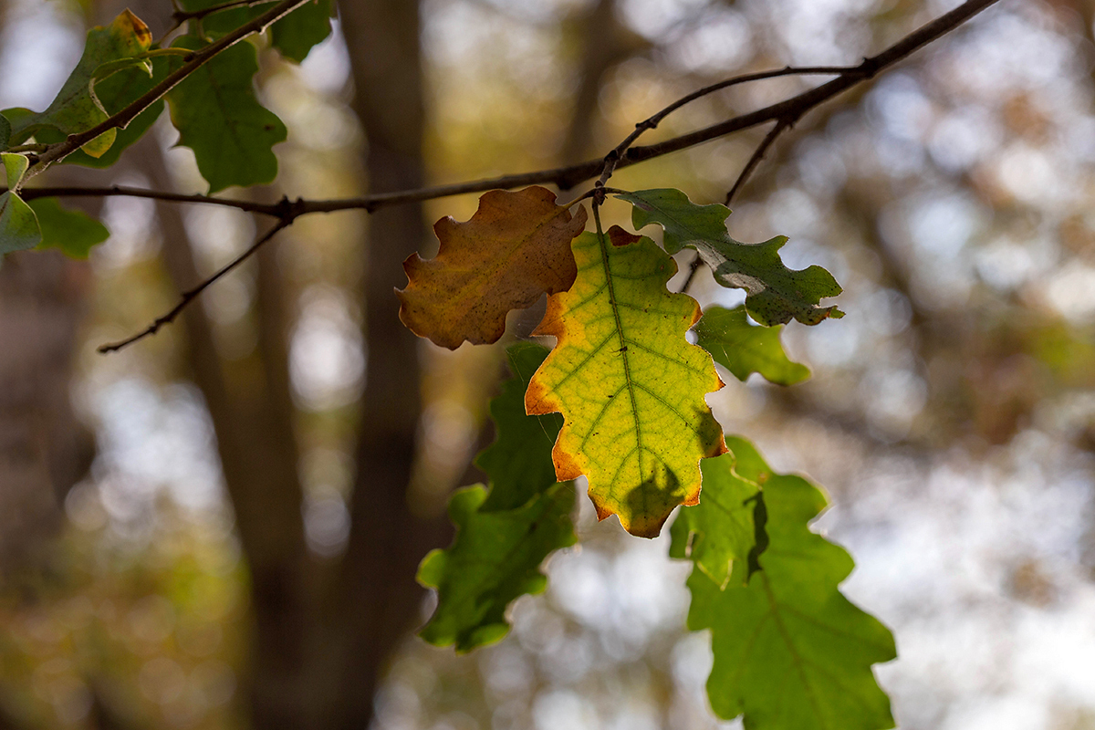 Изображение особи Quercus infectoria.