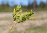 genus Salix. Верхушка веточки с соцветиями. Ленинградская обл., Ломоносовский р-н, окр. дер. Петровское, берег затопленного заброшенного карьера. 22.05.2022.