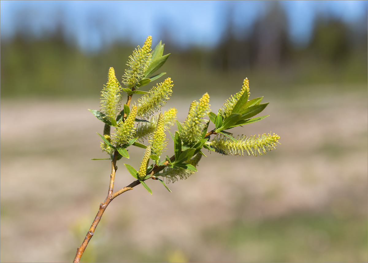 Image of genus Salix specimen.