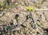 Helianthemum salicifolium