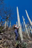 семейство Cactaceae