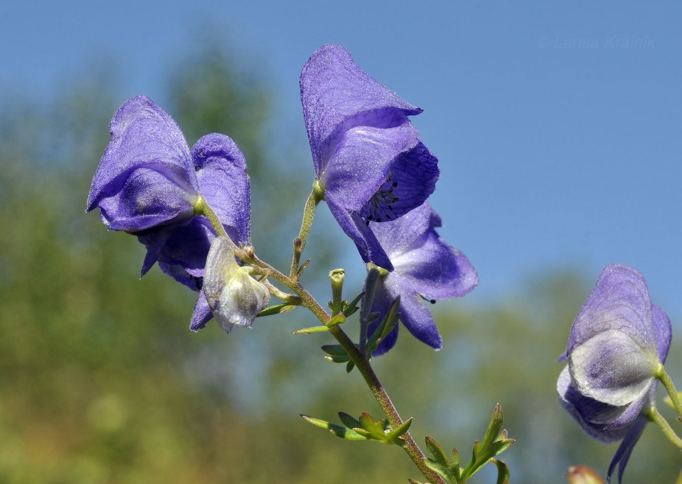 Image of Aconitum macrorhynchum specimen.