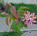 Malus &times; purpurea