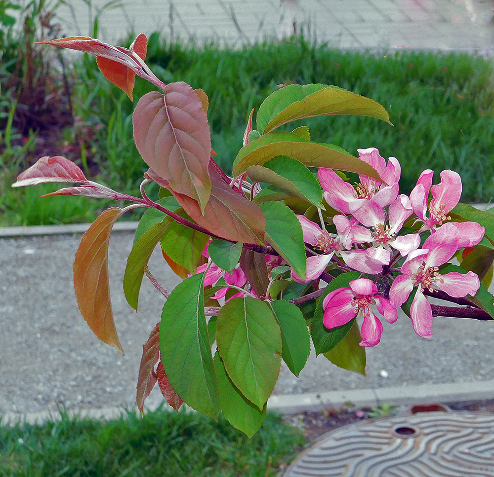 Изображение особи Malus &times; purpurea.