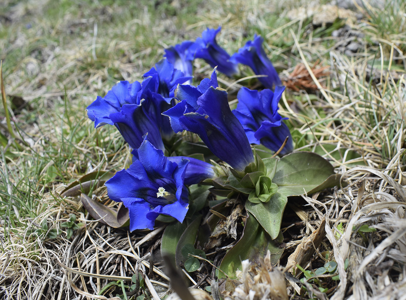 Изображение особи Gentiana alpina.