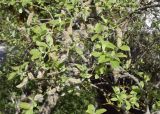 Salix caprea. Часть кроны плодоносящего растения. Испания, автономное сообщество Каталония, провинция Жирона, комарка Рипольес, муниципалитет Сеткасес, окр. н.п. Сеткасес, ≈1320 м н.у.м., пойма ручья Валь-Льобре. 16.04.2023.