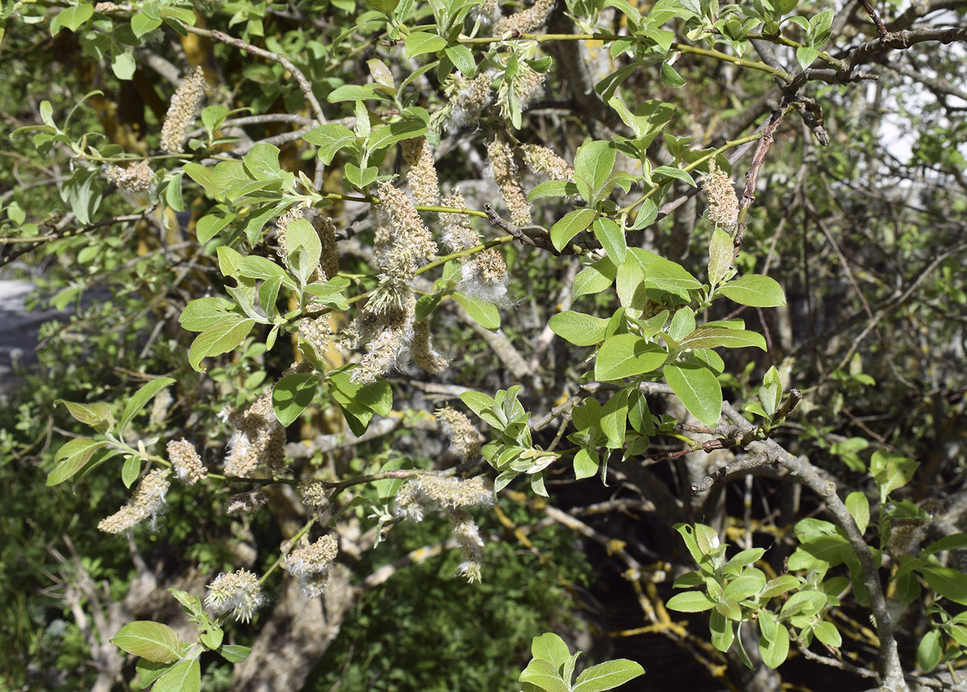 Image of Salix caprea specimen.