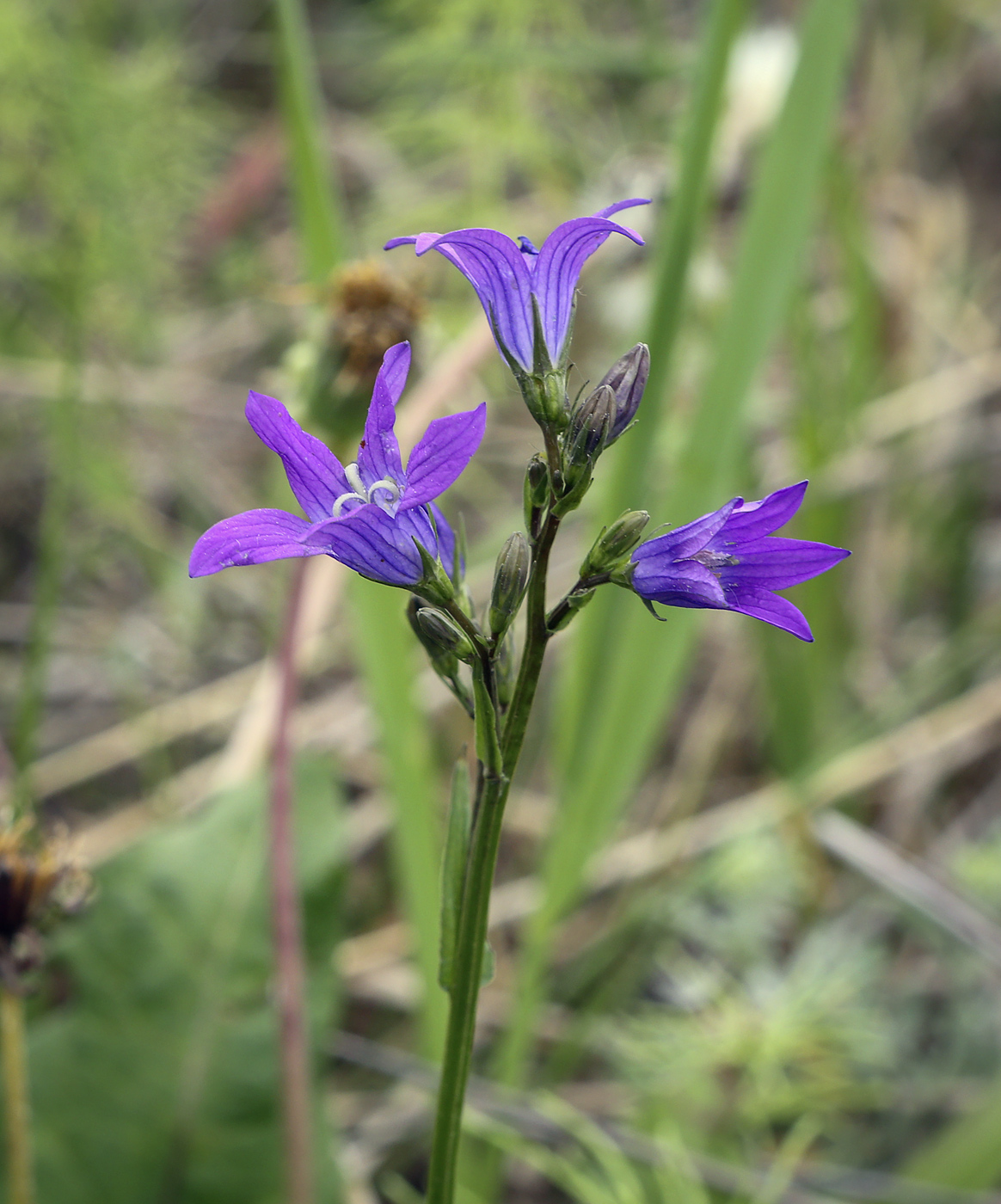 Image of Campanula patula specimen.