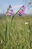Gladiolus tenuis. Цветущие растения. Крым, Байдарская долина, залежь. 06.06.2023.