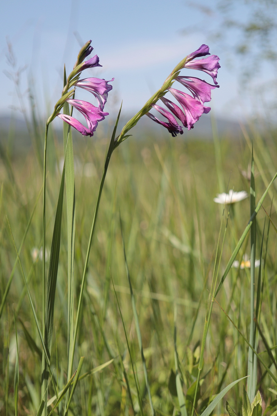 Image of Gladiolus tenuis specimen.