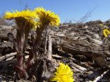 Tussilago farfara