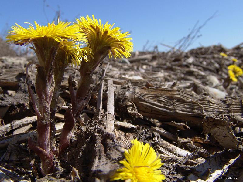 Image of Tussilago farfara specimen.