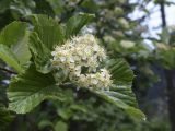 Sorbus aria. Верхушка ветви с соцветием. Испания, автономное сообщество Каталония, провинция Барселона, комарка Бергеда, муниципалитет Сальдес, подножие горы Педрафорка, окр. смотр. площадки \"Гресолет\", 1557 м н.у.м., лужайка в смешаном лесу. 11.06.2023.