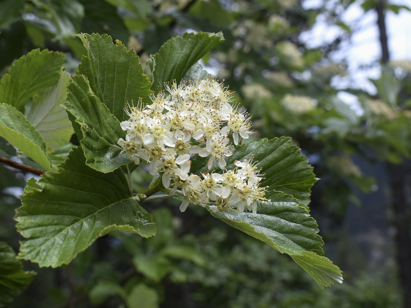 Изображение особи Sorbus aria.