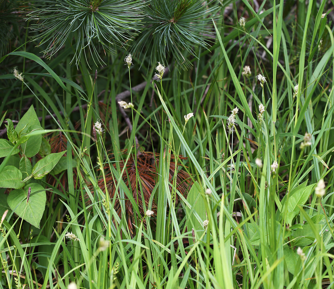 Image of Carex pallida specimen.
