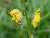 Verbascum virgatum. Часть стебля с цветками. Чили, обл. Valparaiso, провинция Isla de Pascua, г. Hanga Roa, высокий берег океана, сообщество травянистых растений. 08.03.2023.