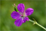 Geranium palustre