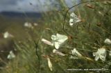 Calystegia macrostegia. Цветки и бутоны. Северная Америка, Мексика, полуостров Баха Калифорния, Гваделупе. 21.04.2010.